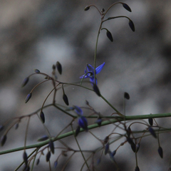 Dianella longifolia longifolia