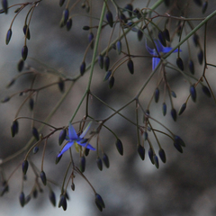 Dianella longifolia longifolia