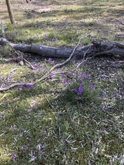Swainsona procumbens