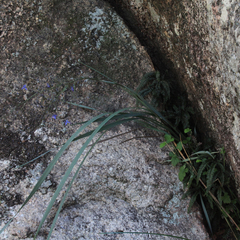 Dianella longifolia longifolia