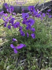 Swainsona procumbens