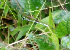 Agriocnemis pieris