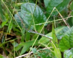 Agriocnemis pieris