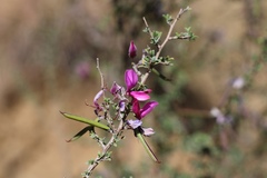 Indigofera basotha