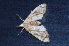 Cirrhochrista kosemponialis
