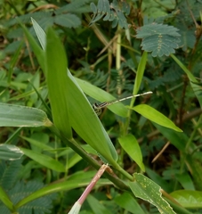 Agriocnemis pieris