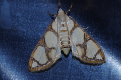 Cirrhochrista kosemponialis