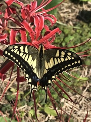 Papilio machaon hippocrates