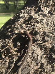 Christinus marmoratus