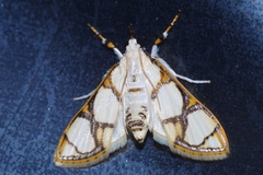 Cirrhochrista kosemponialis