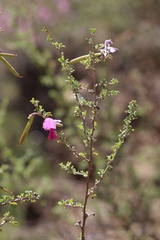 Indigofera basotha