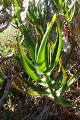 Aloiampelos commixta