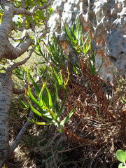 Aloiampelos commixta