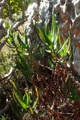 Aloiampelos commixta