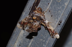 Eutelia adulatricoides