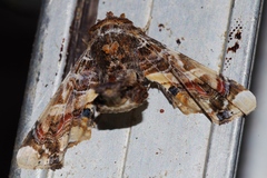Eutelia adulatricoides