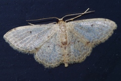 Idaea sakuraii