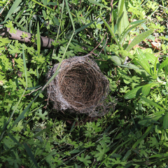 Rhipidura leucophrys