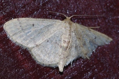 Idaea sakuraii