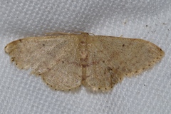 Idaea sakuraii