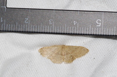 Idaea sakuraii