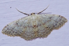 Idaea sakuraii