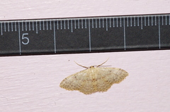 Idaea sakuraii