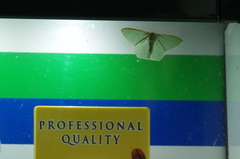 Thalassodes intaminata