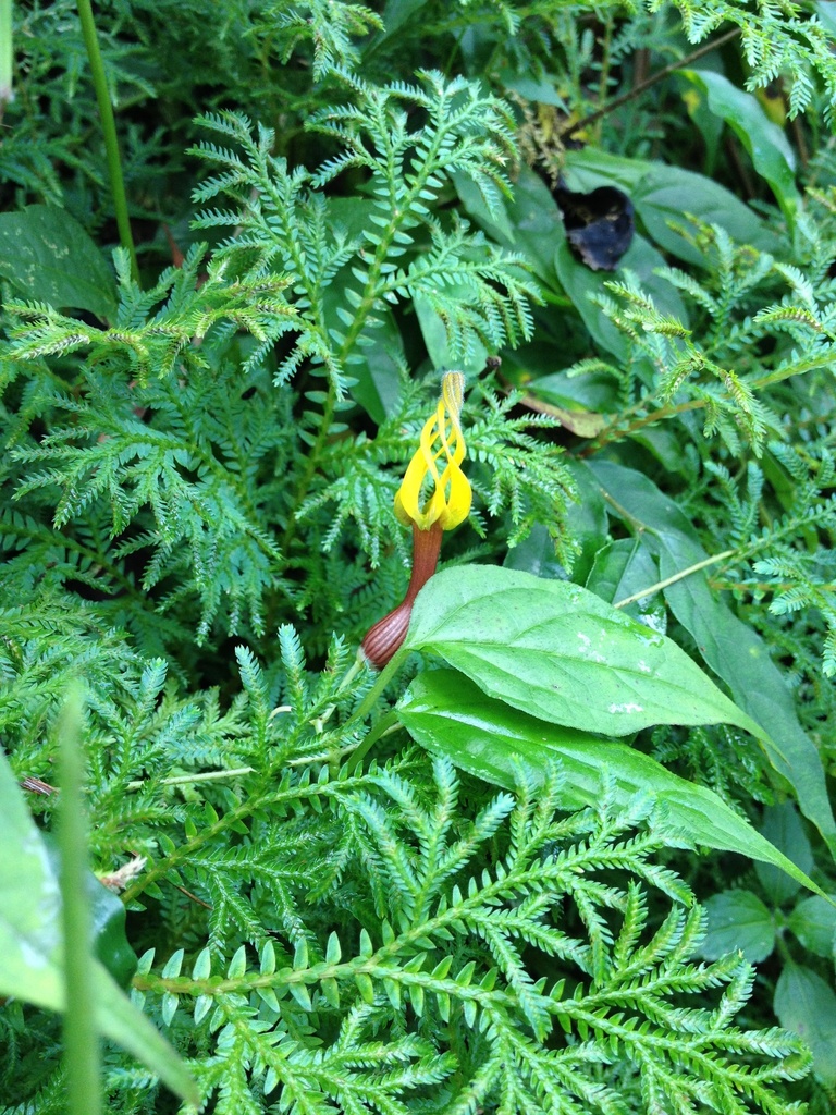 Ceropegia pubescens, India