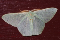 Thalassodes intaminata