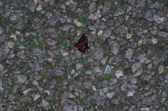 Ercheia dubia