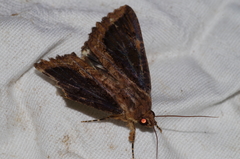 Ercheia dubia