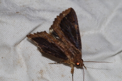 Ercheia dubia