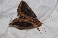 Ercheia dubia