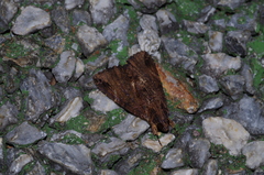 Ercheia dubia