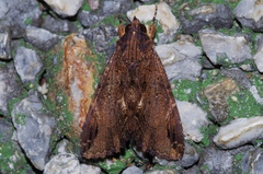 Ercheia dubia