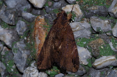 Ercheia dubia