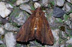 Ercheia dubia