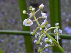 Sagittaria sanfordii
