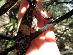 Euthoracaphis umbellulariae