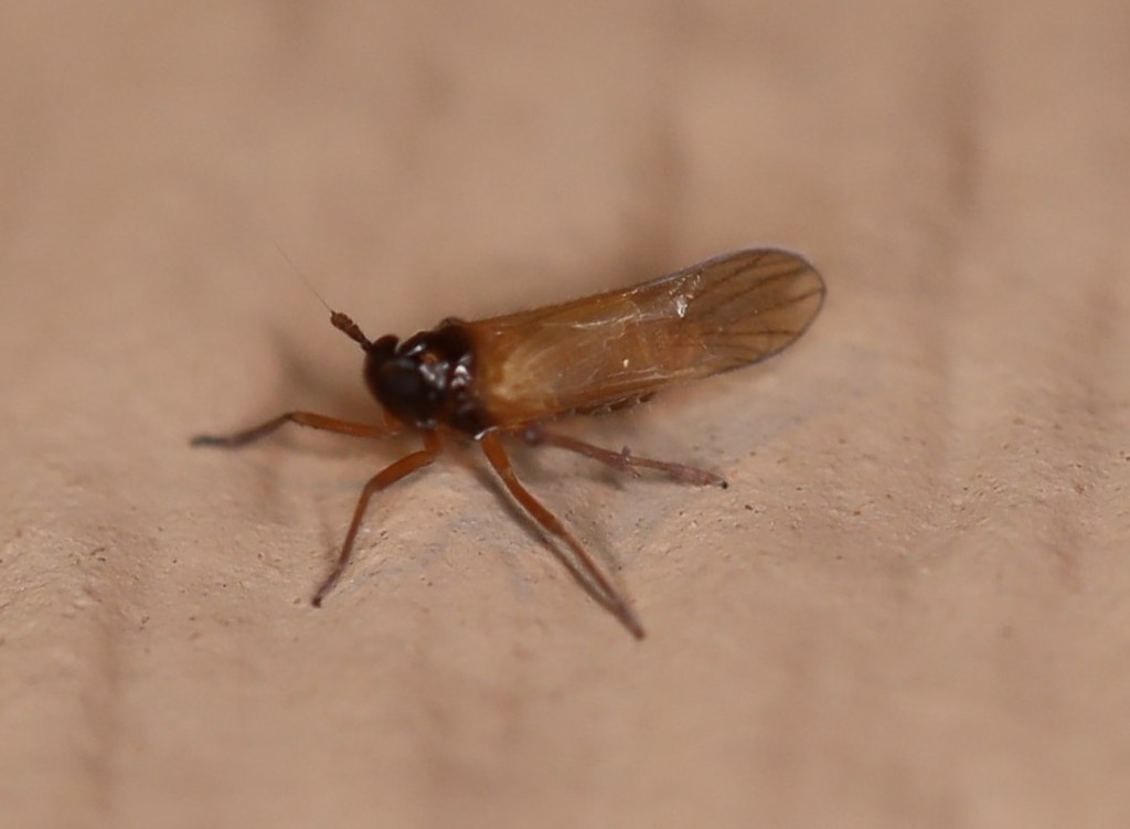 Penepissonotus