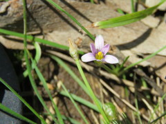 Romulea minutiflora