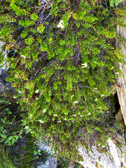 Phyllodoce glanduliflora