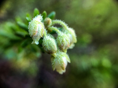 Phyllodoce glanduliflora