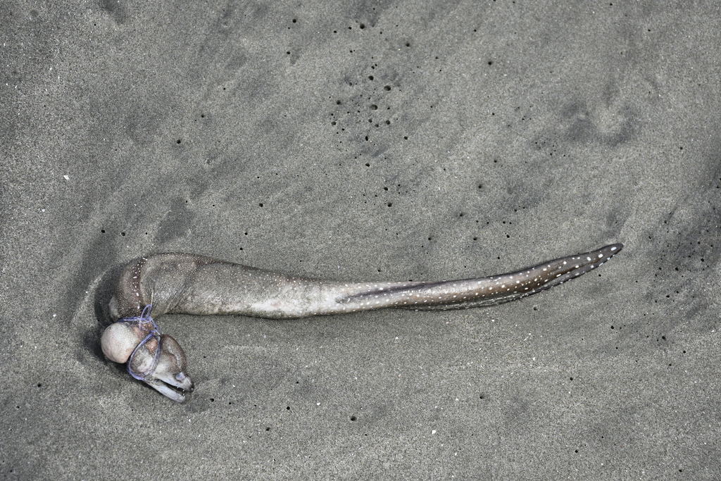 Whitethroat moray (Gymnothorax phalarus) — Muraenidae