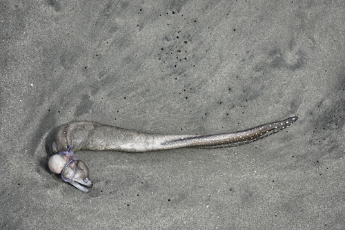 Whitethroat moray (Gymnothorax phalarus) — Muraenidae