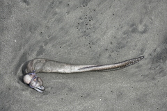 Gymnothorax phalarus