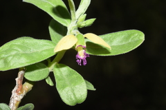 Polygala senensis
