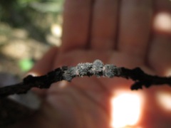 Euthoracaphis umbellulariae