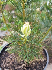 Serruria florida